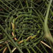 Implementation Guide