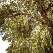 Link to LANAIC 'Commission News' Page