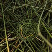 link to LANAIC 'Who We Are Page'