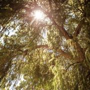 link to LANAIC ' Addressing AIAN Homelessness' webpage