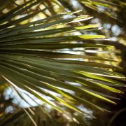 Basket Weaving