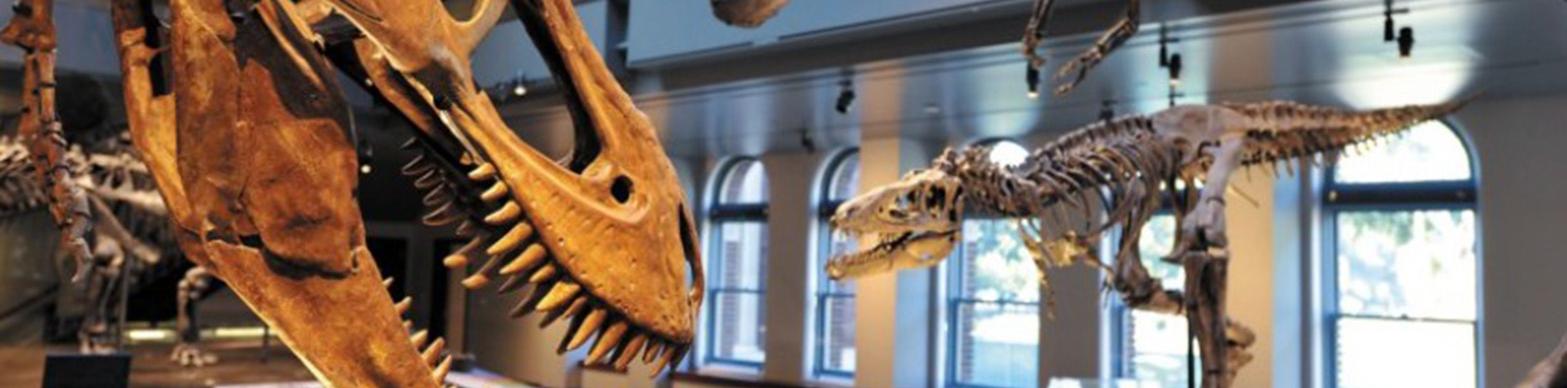 image of carnivorours dinosaur skulls